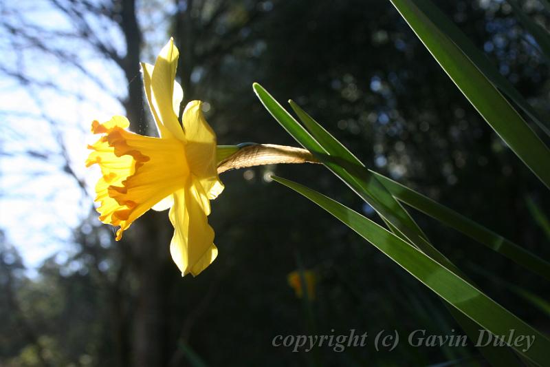 Daffodil, Pirianda Gardens IMG_7092.JPG